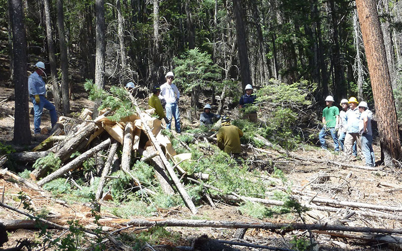 forest management