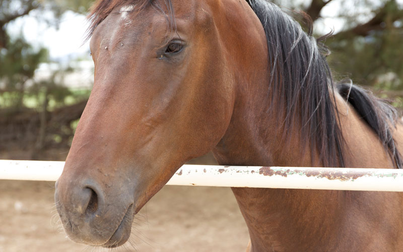 Hercules the horse photo