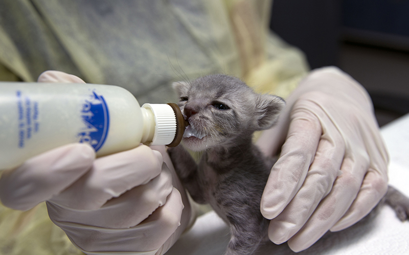 Kitten being bottle-fed