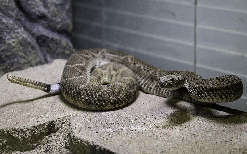 snake