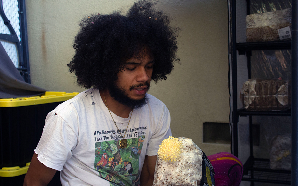 Man holding a block of substrate with yellow mushrooms in a mushroom cultivation room.