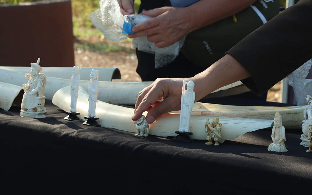 Phoenix Zoo staff members set up a display of ivory tusks and trinkets to educate the public on ivory poaching during the “Toss the Tusk” event in Phoenix on Sept. 27, 2024. (Photo by Aryton Temcio/Cronkite News)