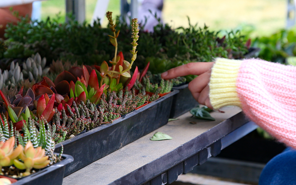 Close-up of assorted succulents in trays with a person pointing at them.