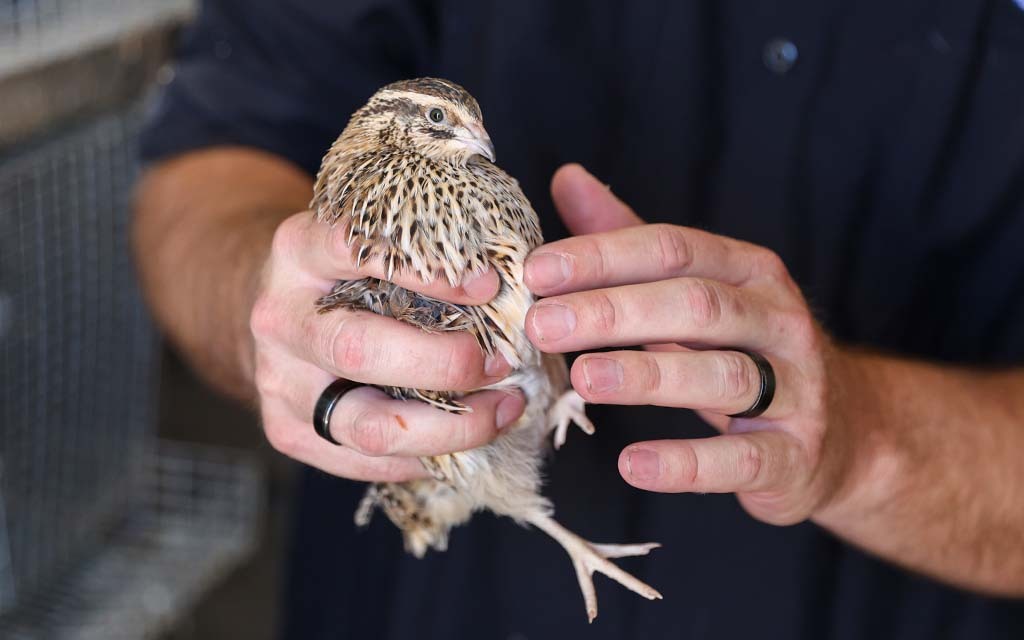 A person holding a small quail with speckled feathers.